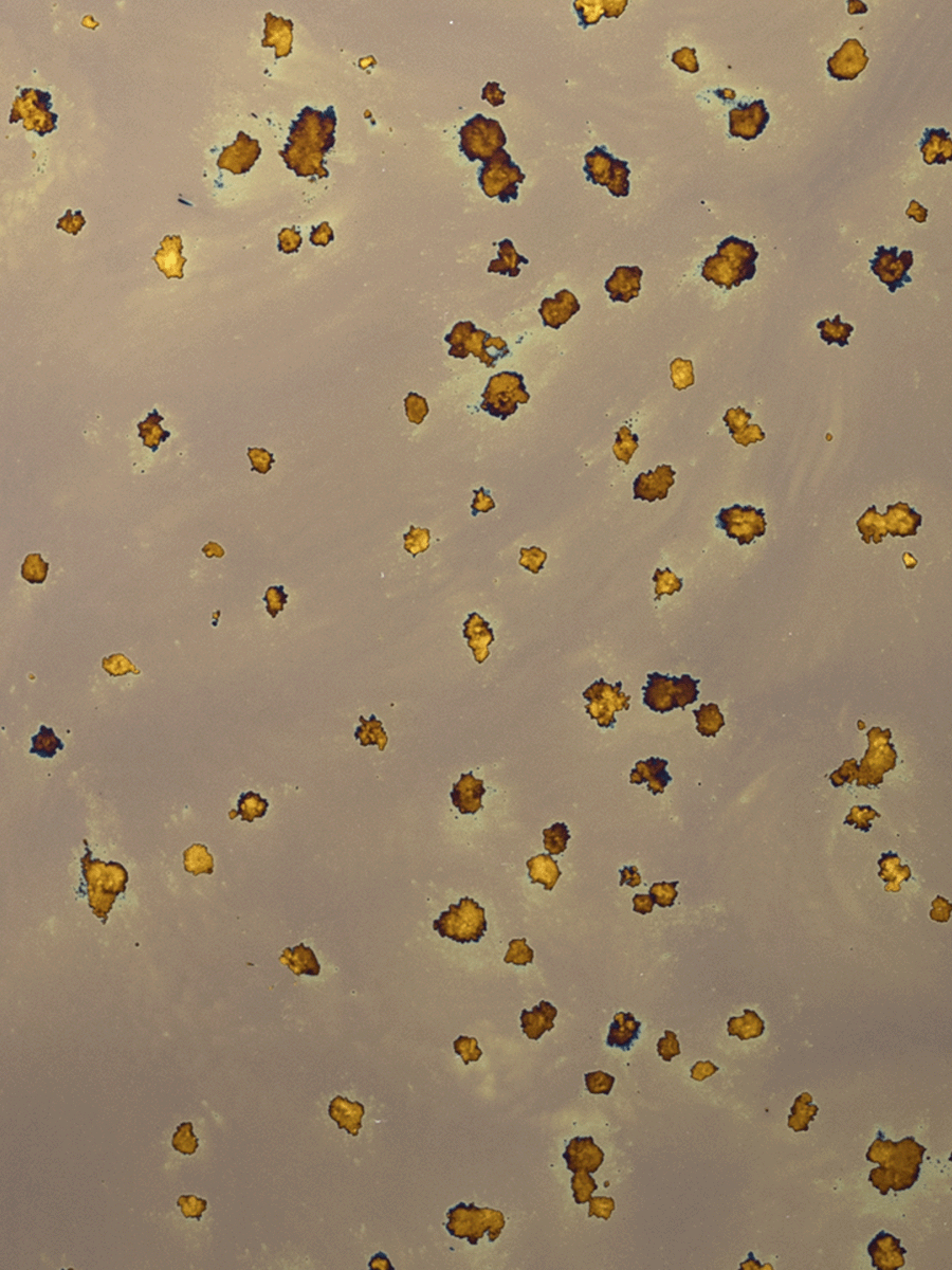 Venetian Polvere Di Stelle Sample