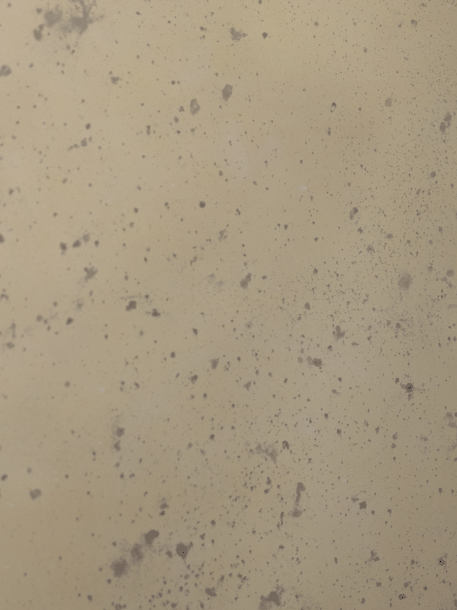 Venetian Champagne Sample