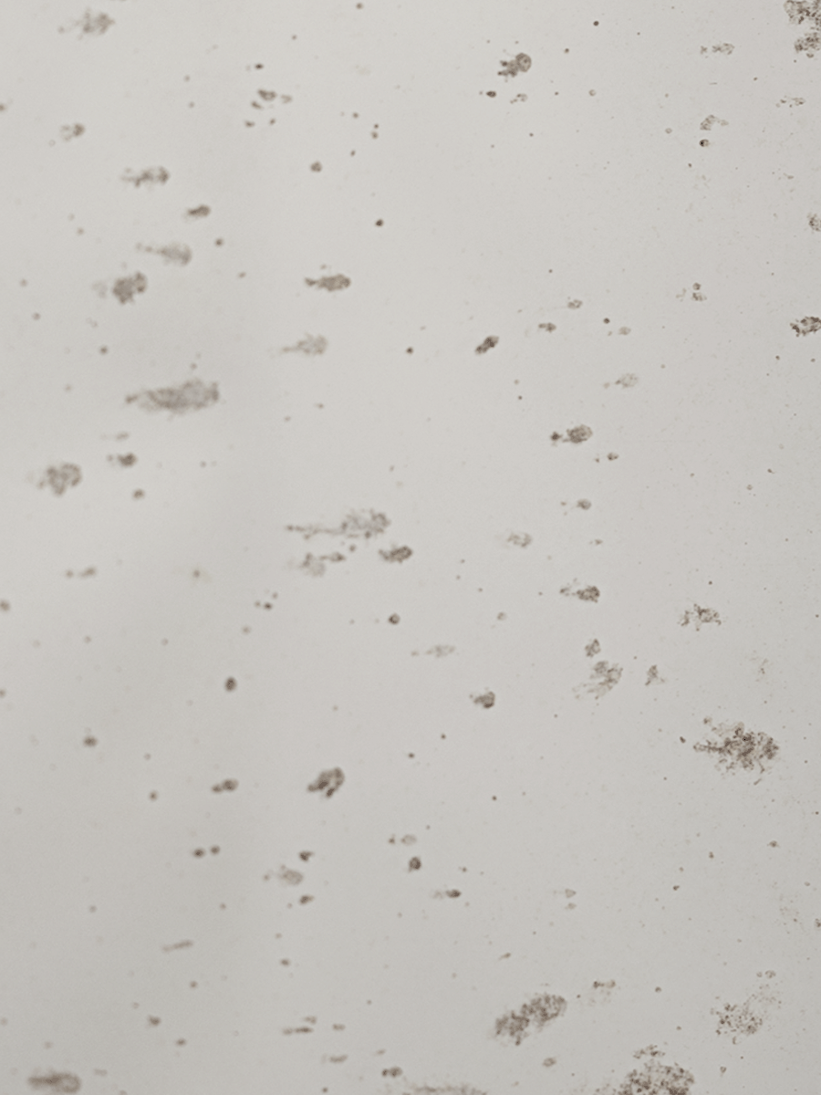 Versaille Sample
