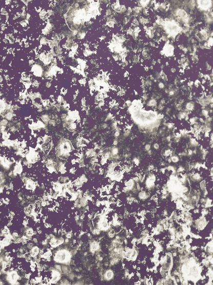 Purple Haze Sample