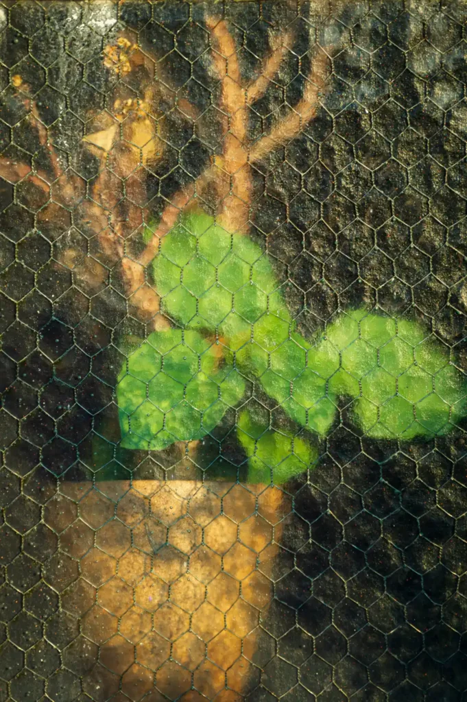 Plant behind slightly blurred chicken wire glass